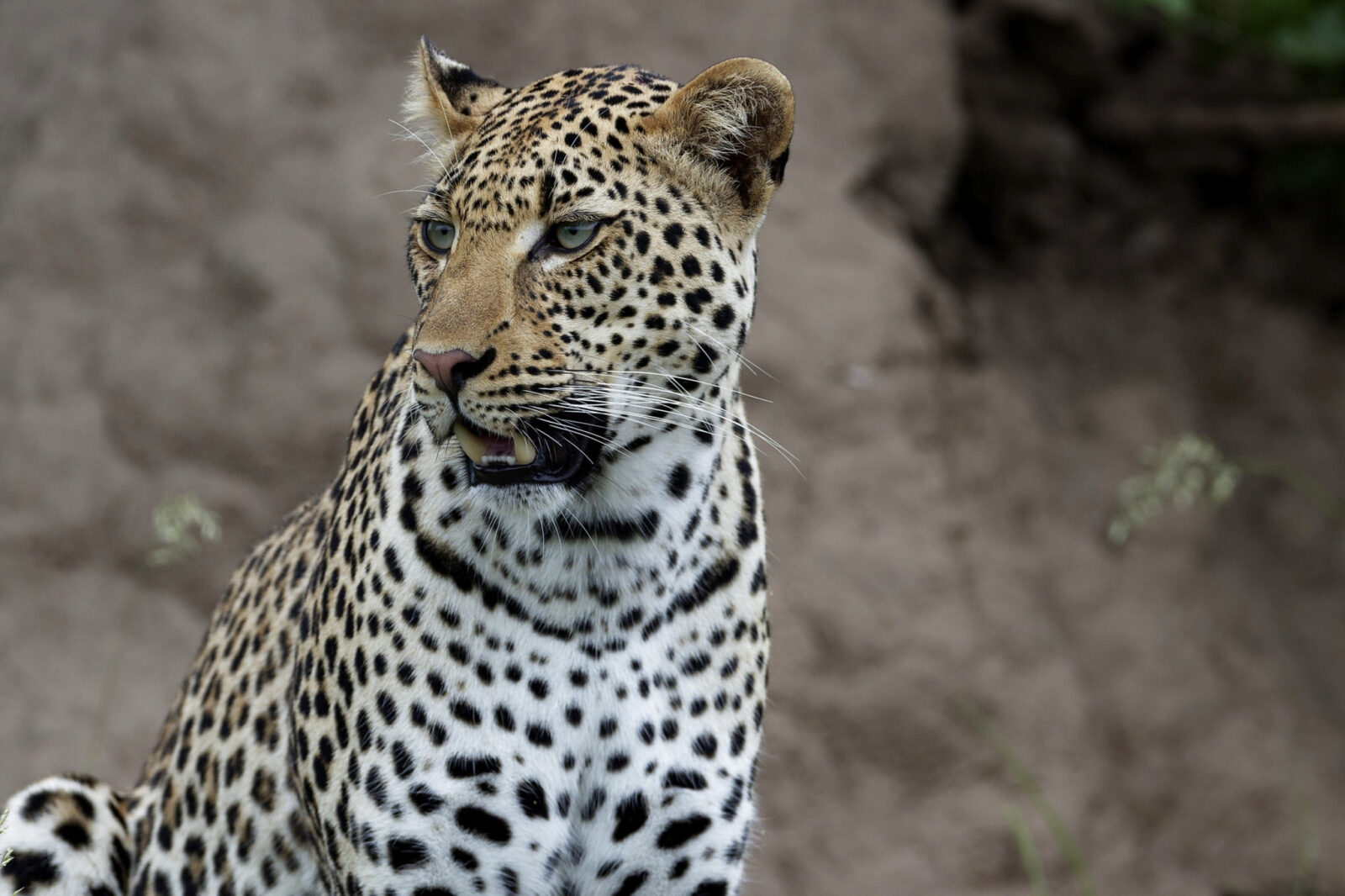 Game Drives in Murchison Falls