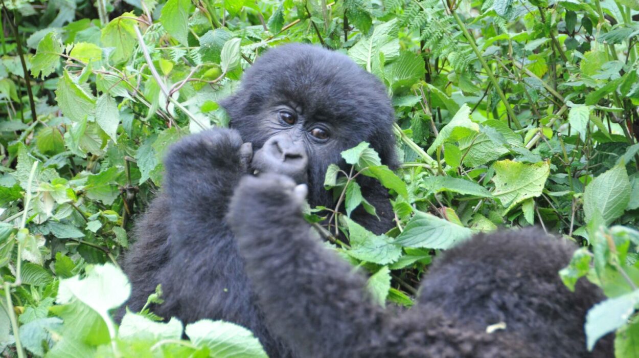 Gorilla trekking and Conservation in Uganda