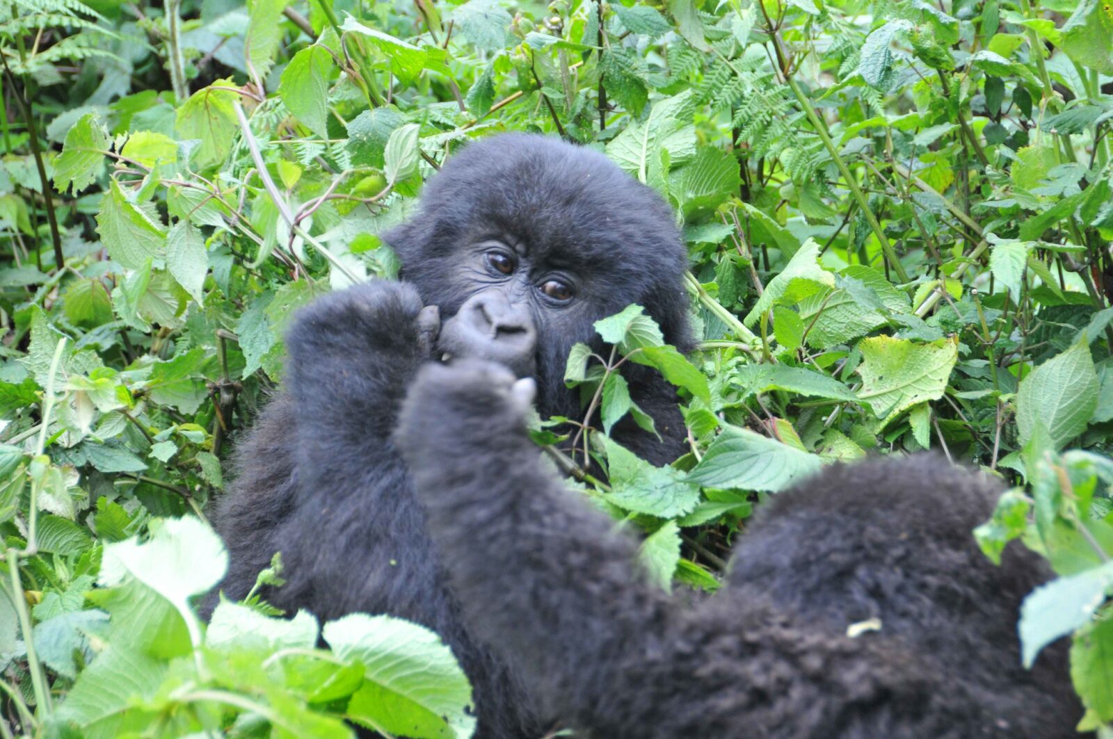Gorilla trekking and Conservation in Uganda