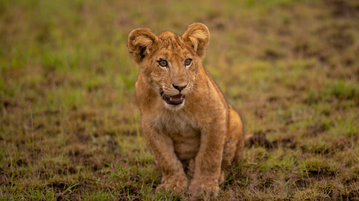 Gorilla trekking and Queen Elizabeth 