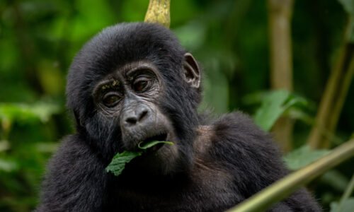 Gorilla trekking in Uganda in 2027