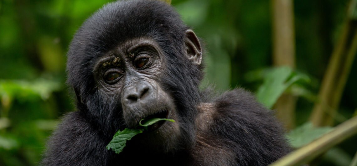 Gorilla trekking in Uganda in 2027