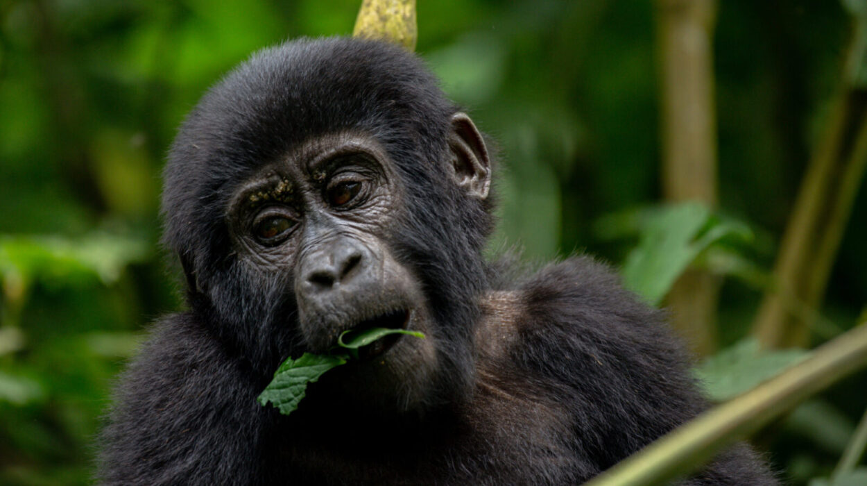 Gorilla trekking in Uganda in 2027