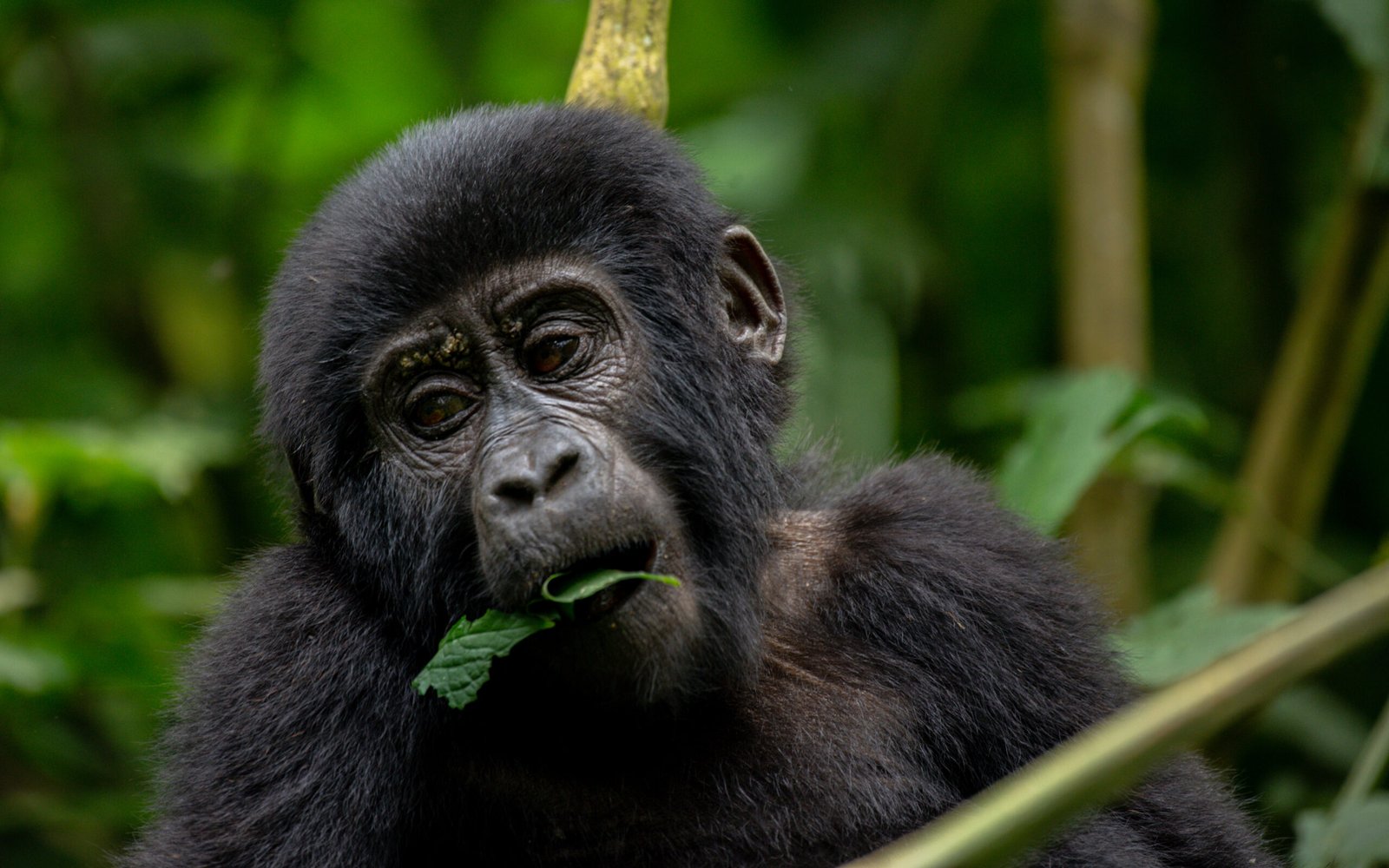 Gorilla trekking in Uganda in 2027