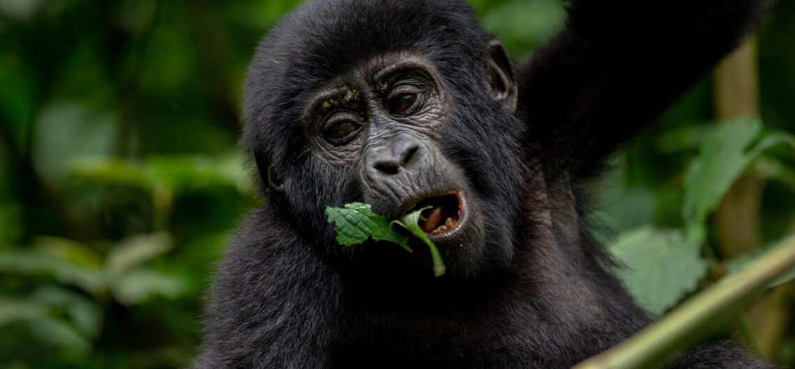 Gorilla trekking in Volcanoes Rwanda