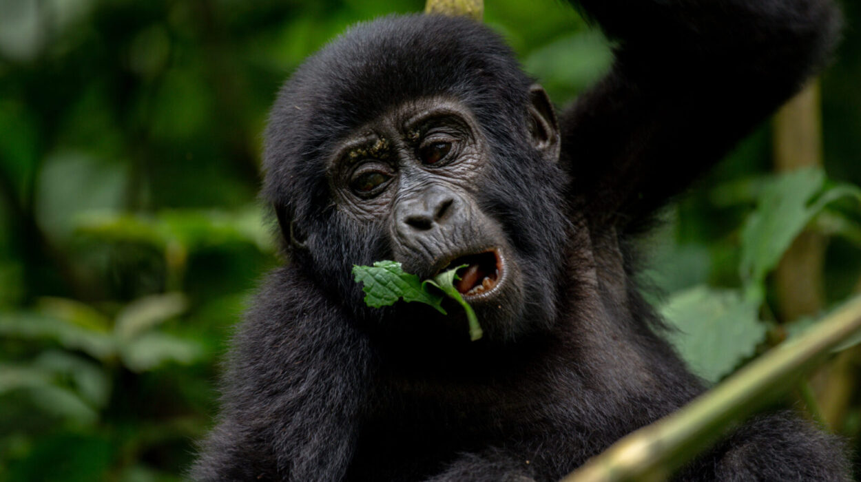 Gorilla trekking in Volcanoes Rwanda