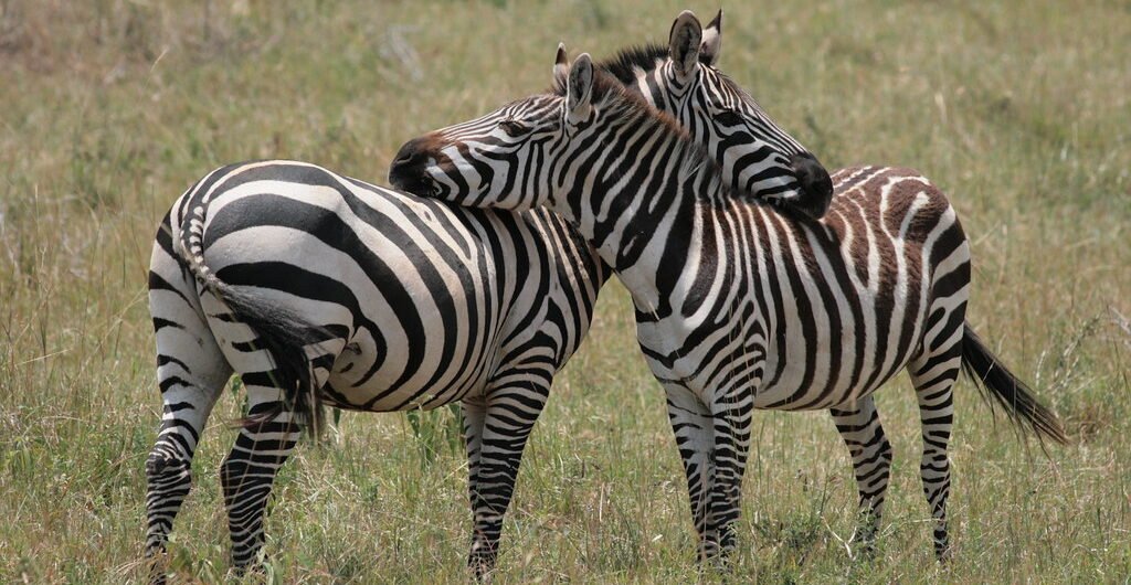 Honeymoon safari holidays