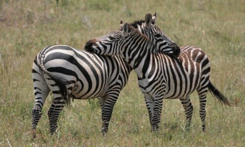 Honeymoon safari holidays