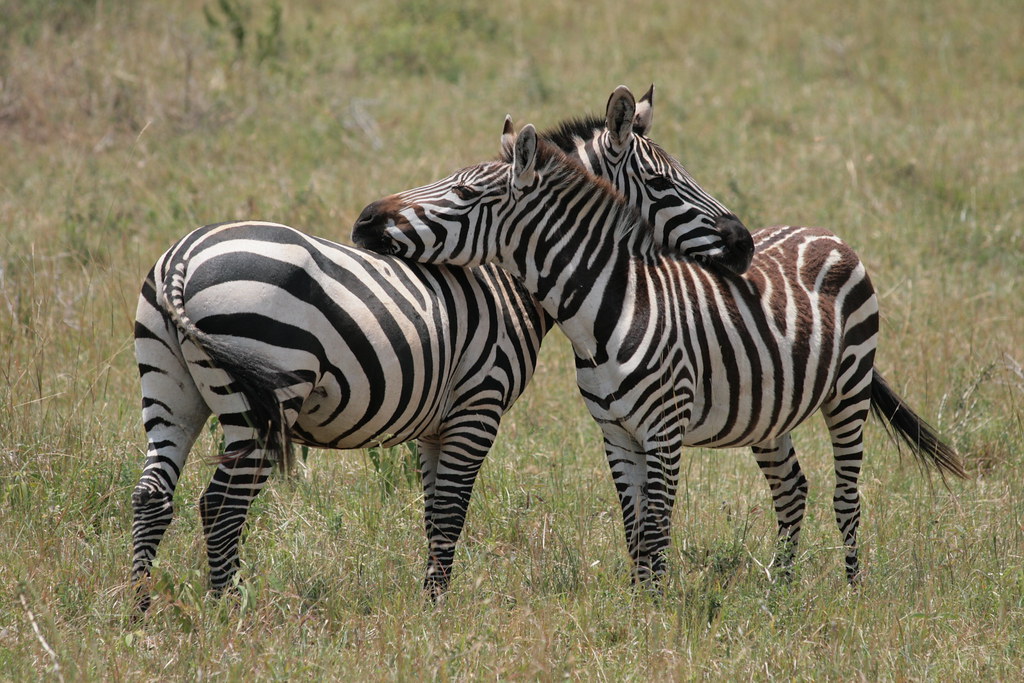 Honeymoon safari holidays