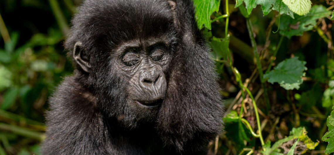 How Safe Is Gorilla Trekking in the Wilderness? Discover the Safety Measures and Expert Tips for a Secure and Unforgettable Gorilla Safari Experience in Uganda and Rwanda.