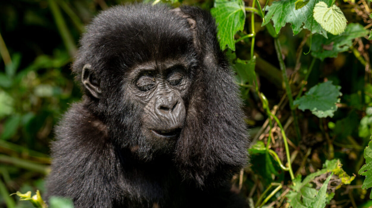 How Safe Is Gorilla Trekking in the Wilderness? Discover the Safety Measures and Expert Tips for a Secure and Unforgettable Gorilla Safari Experience in Uganda and Rwanda.