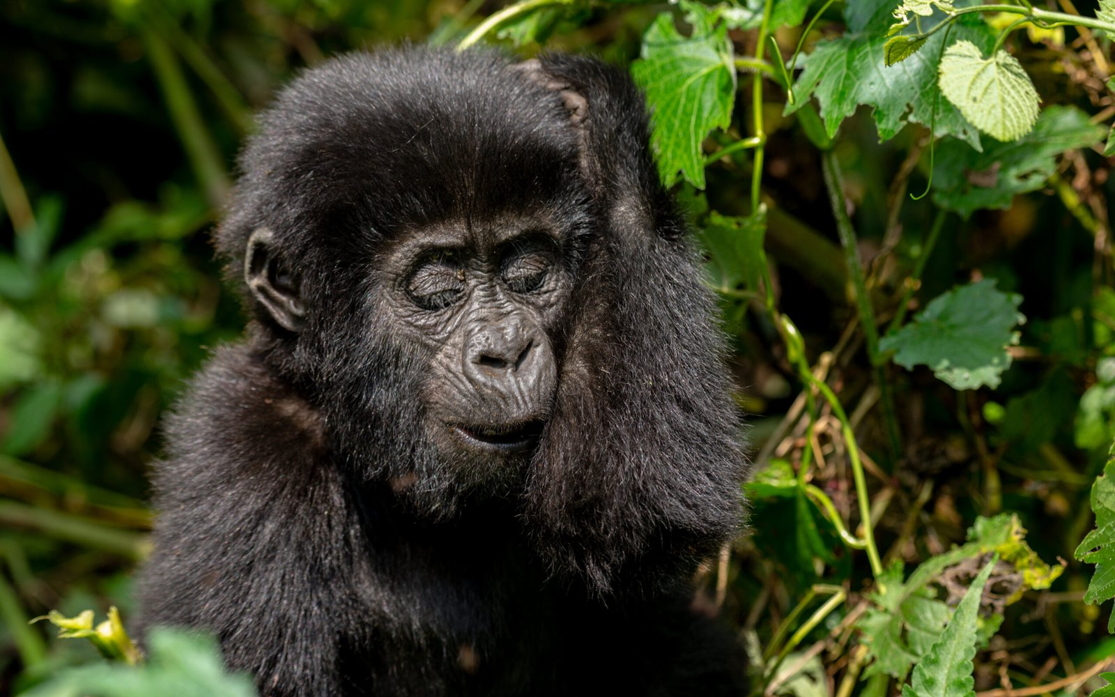 How Safe Is Gorilla Trekking in the Wilderness? Discover the Safety Measures and Expert Tips for a Secure and Unforgettable Gorilla Safari Experience in Uganda and Rwanda.