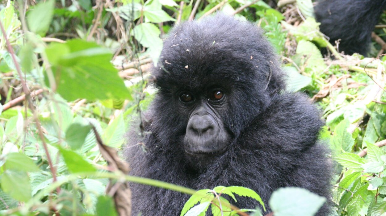 How does gorilla trekking support locals