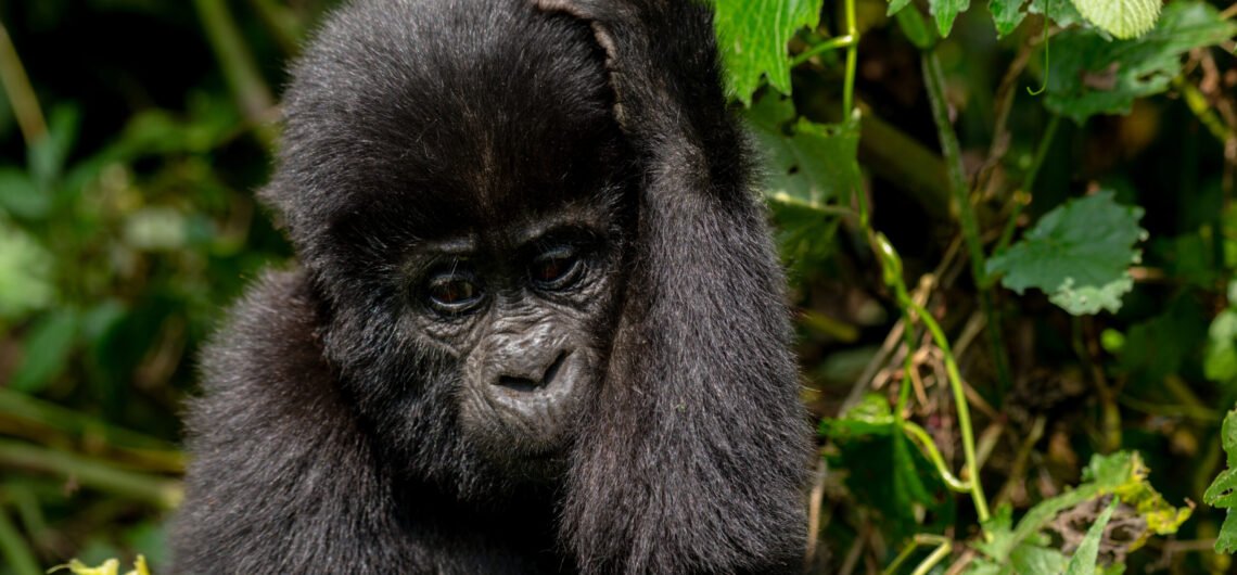 How to prepare for a Uganda  Gorilla trekking safari