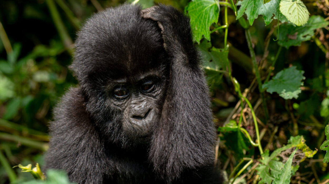How to prepare for a Uganda  Gorilla trekking safari