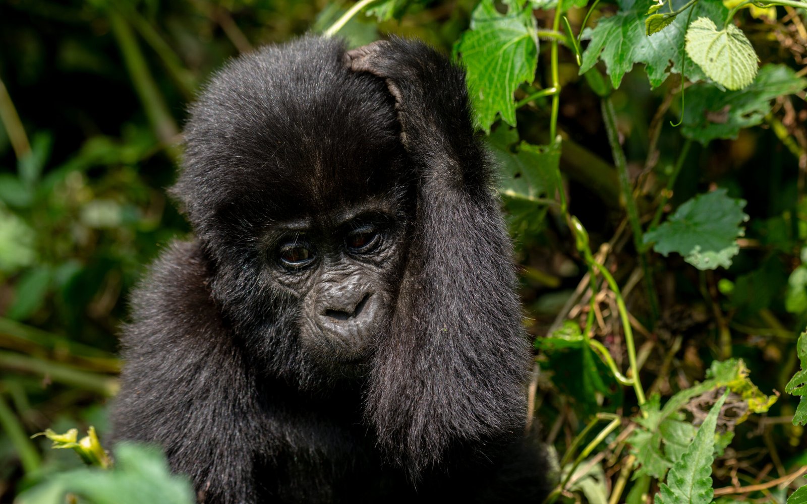 How to prepare for a Uganda  Gorilla trekking safari