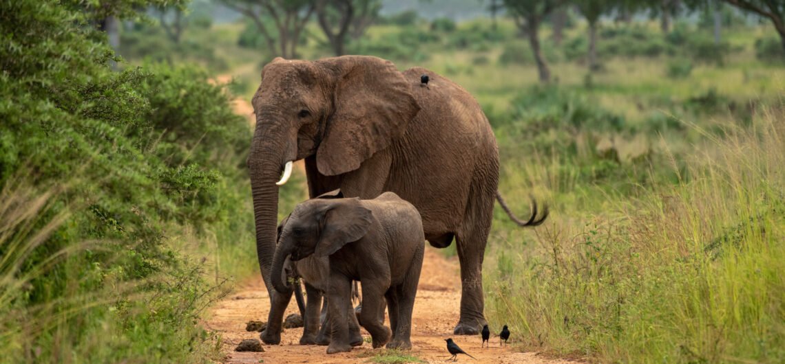 Luxury Safaris in Murchison Falls