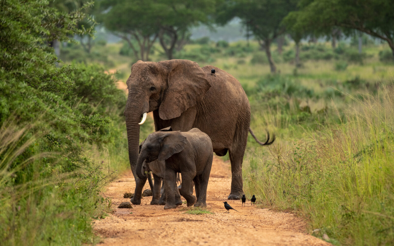 Luxury Safaris in Murchison Falls