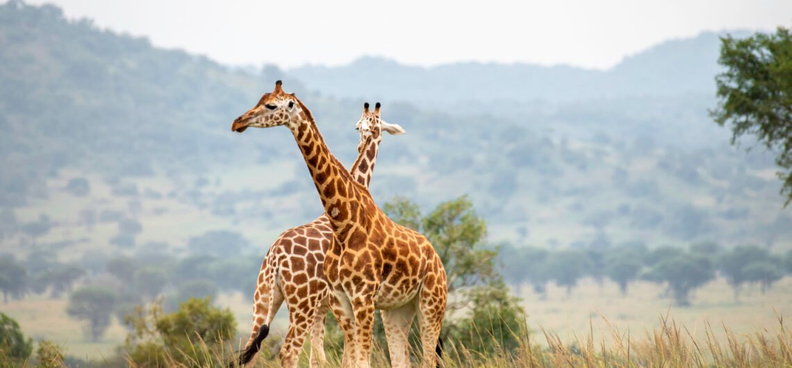 Murchison Falls Travel Guide