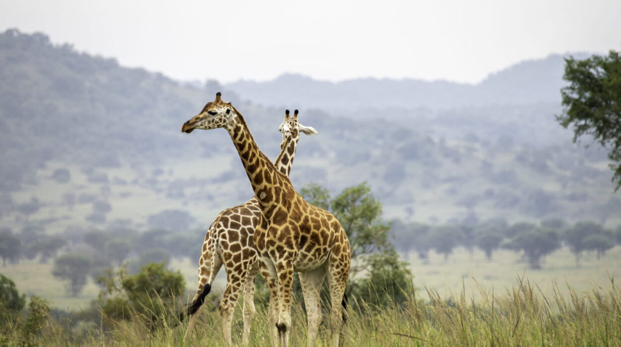 Murchison Falls Travel Guide