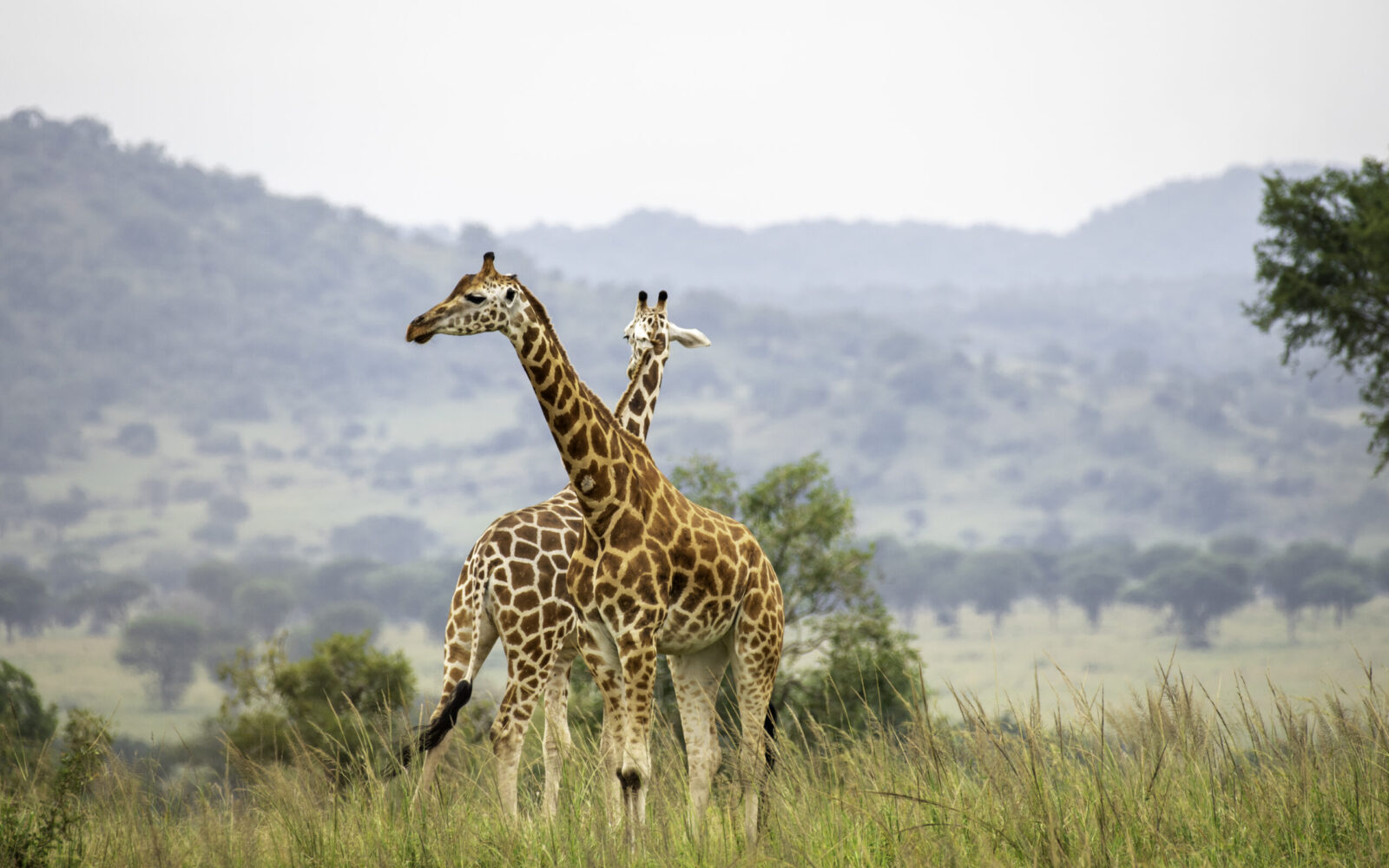 Murchison Falls Travel Guide