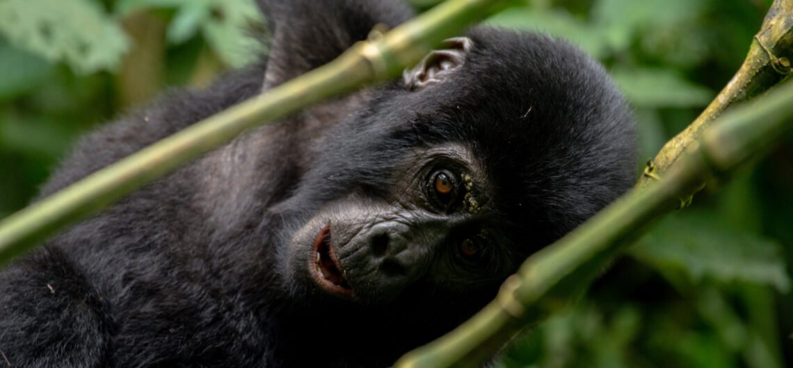 Murchison and Bwindi Gorilla Safari