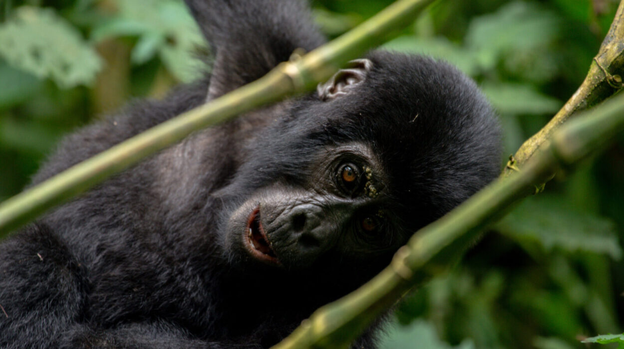 Murchison and Bwindi Gorilla Safari