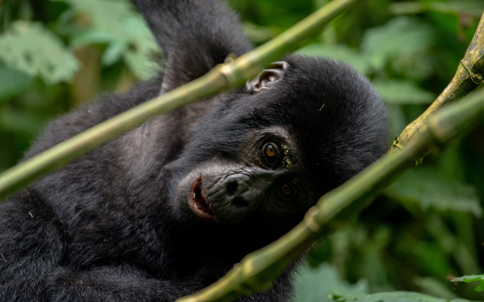 Murchison and Bwindi Gorilla Safari