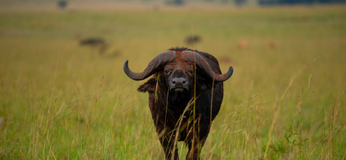 Pearl of Africa tourism expo