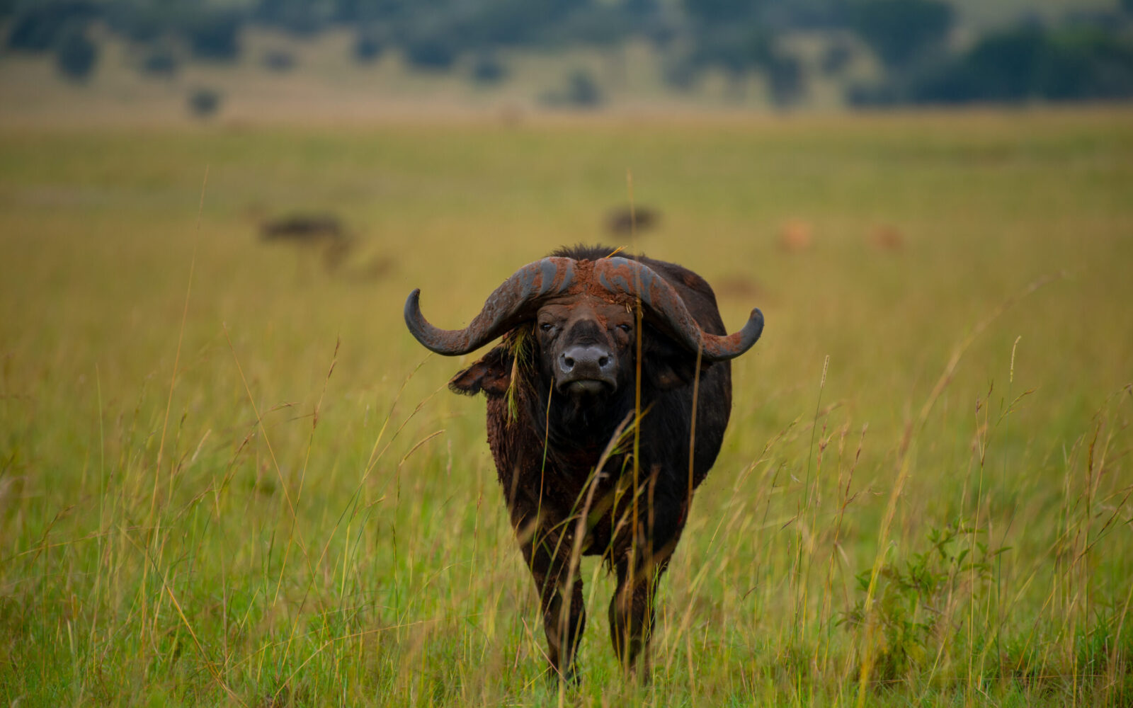 Pearl of Africa tourism expo