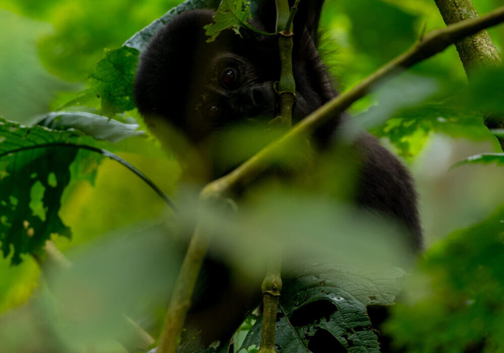 Preparing for gorilla trekking in Uganda