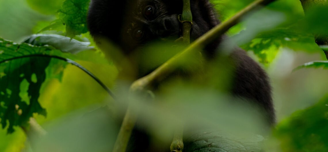 Preparing for gorilla trekking in Uganda