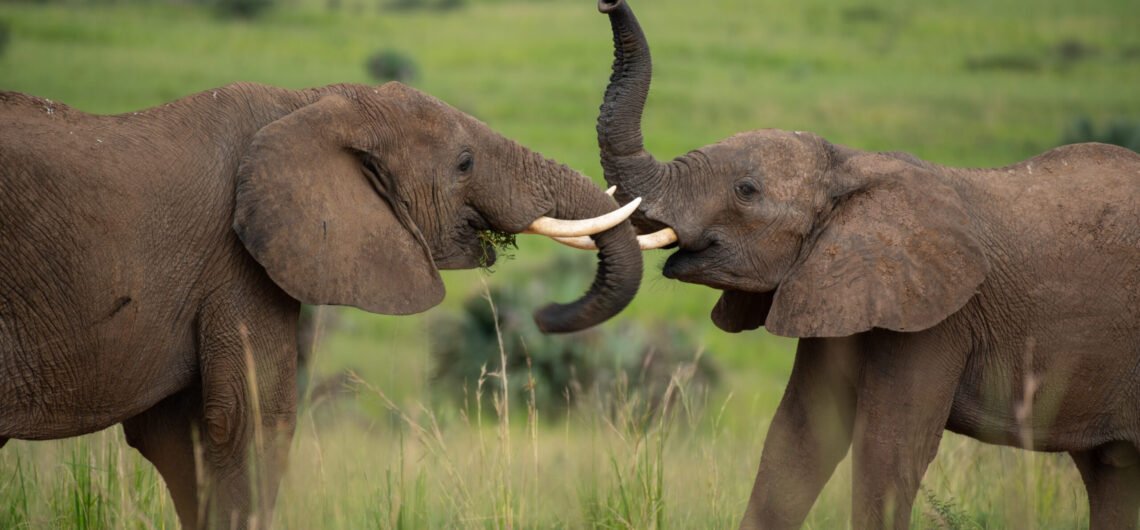 Reasons to Visit Murchison Falls