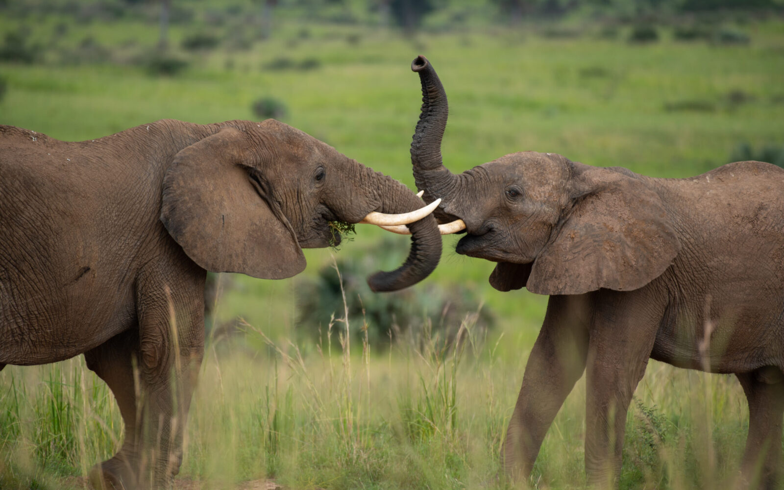 Reasons to Visit Murchison Falls