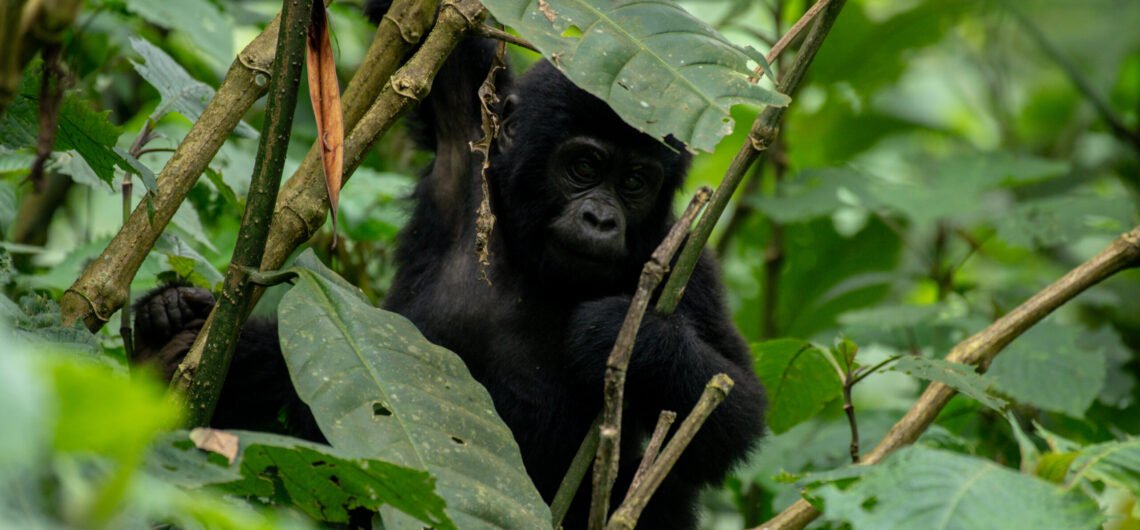 Rwanda Gorilla trekking cost.