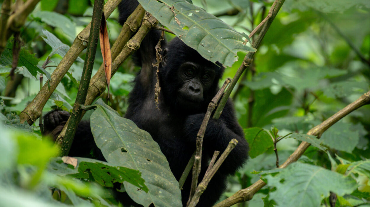 Rwanda Gorilla trekking cost.