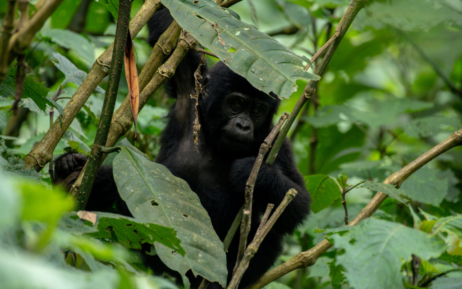 Rwanda Gorilla trekking cost.