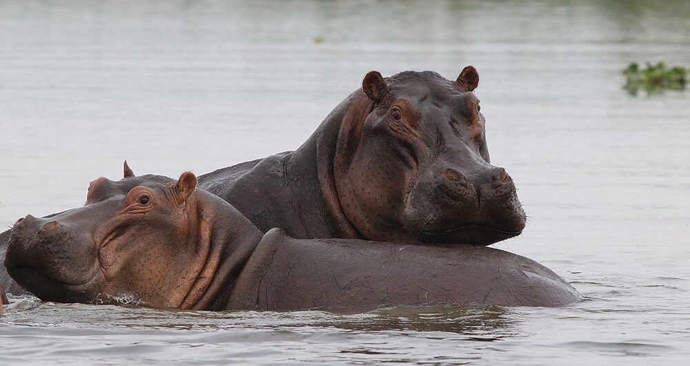 The Majestic Hippopotamus