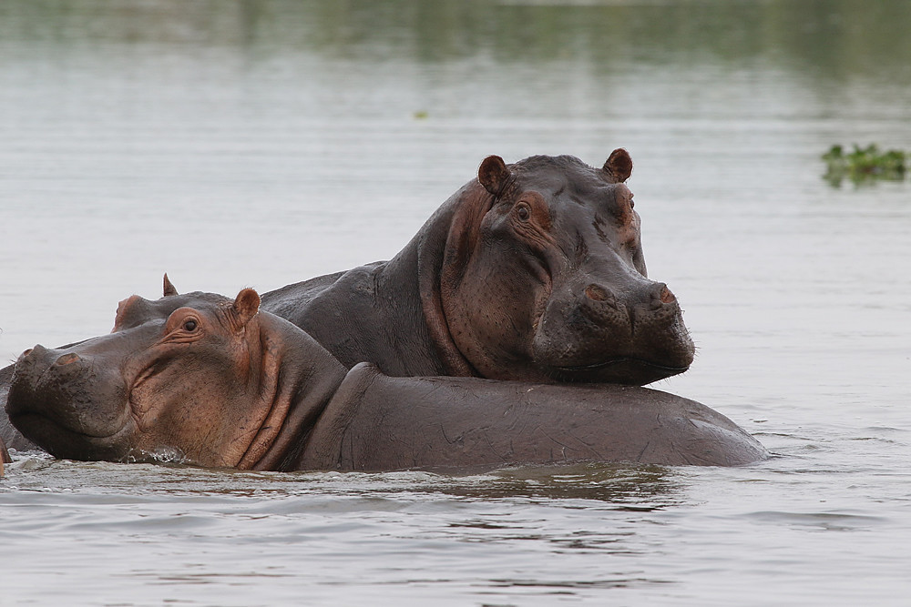 The Majestic Hippopotamus