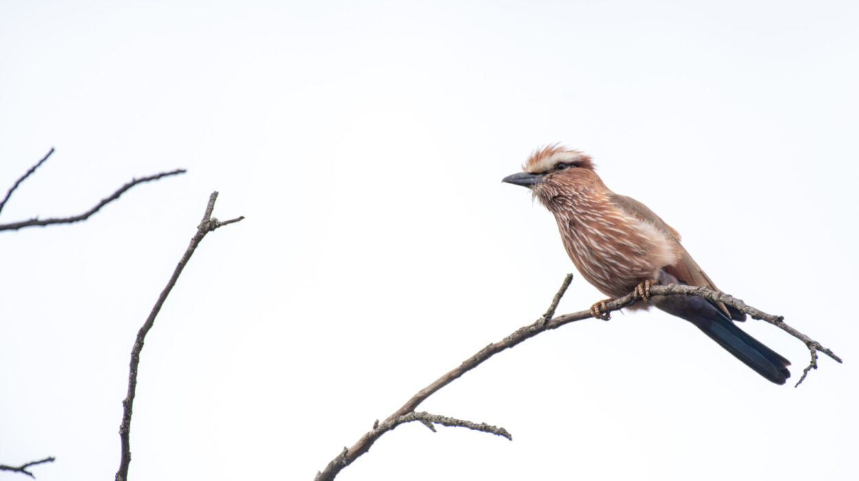 Top Birdwatching Destinations in Uganda