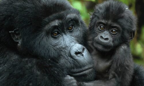 Tourist Activities in Nyungwe In Rwanda