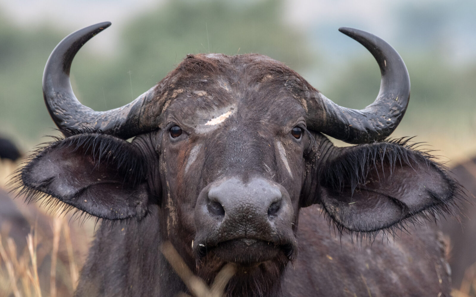 Uganda Gorilla and wildlife safari