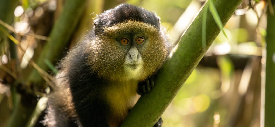 Uganda Primates and Hiking Adventure