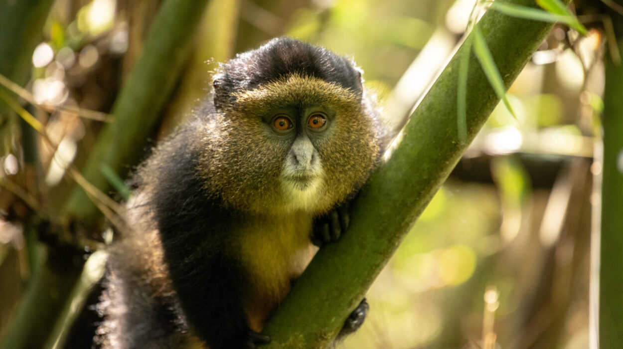 Uganda Primates and Hiking Adventure