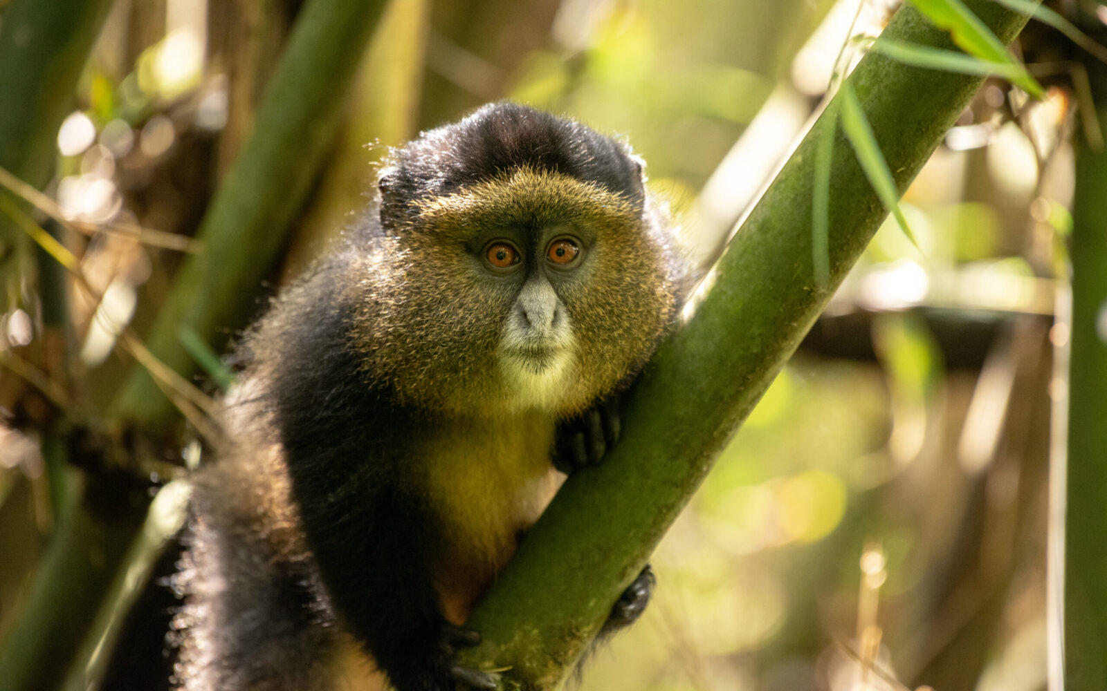 Uganda Primates and Hiking Adventure