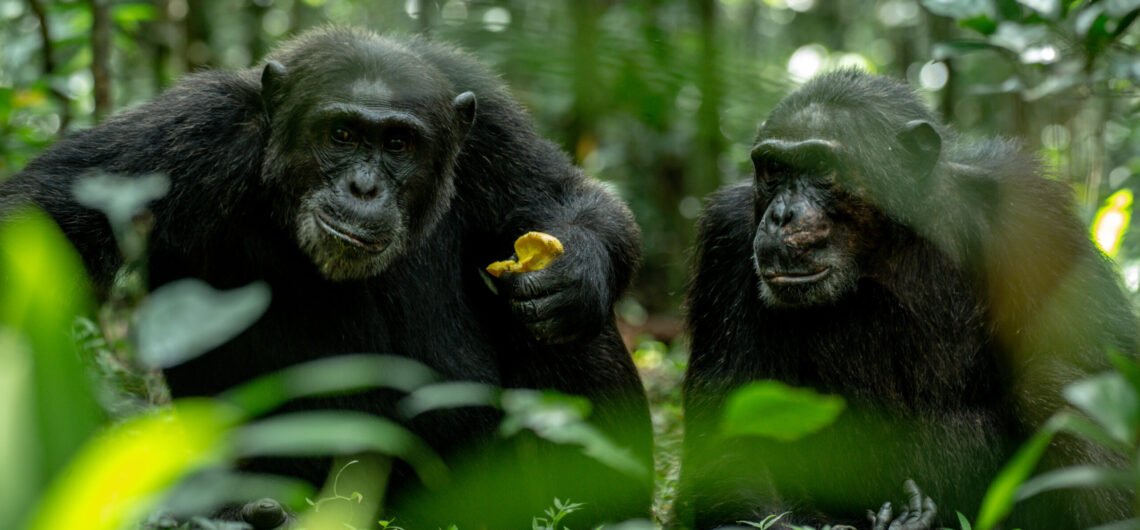 Uganda Primates and Wildlife Safari
