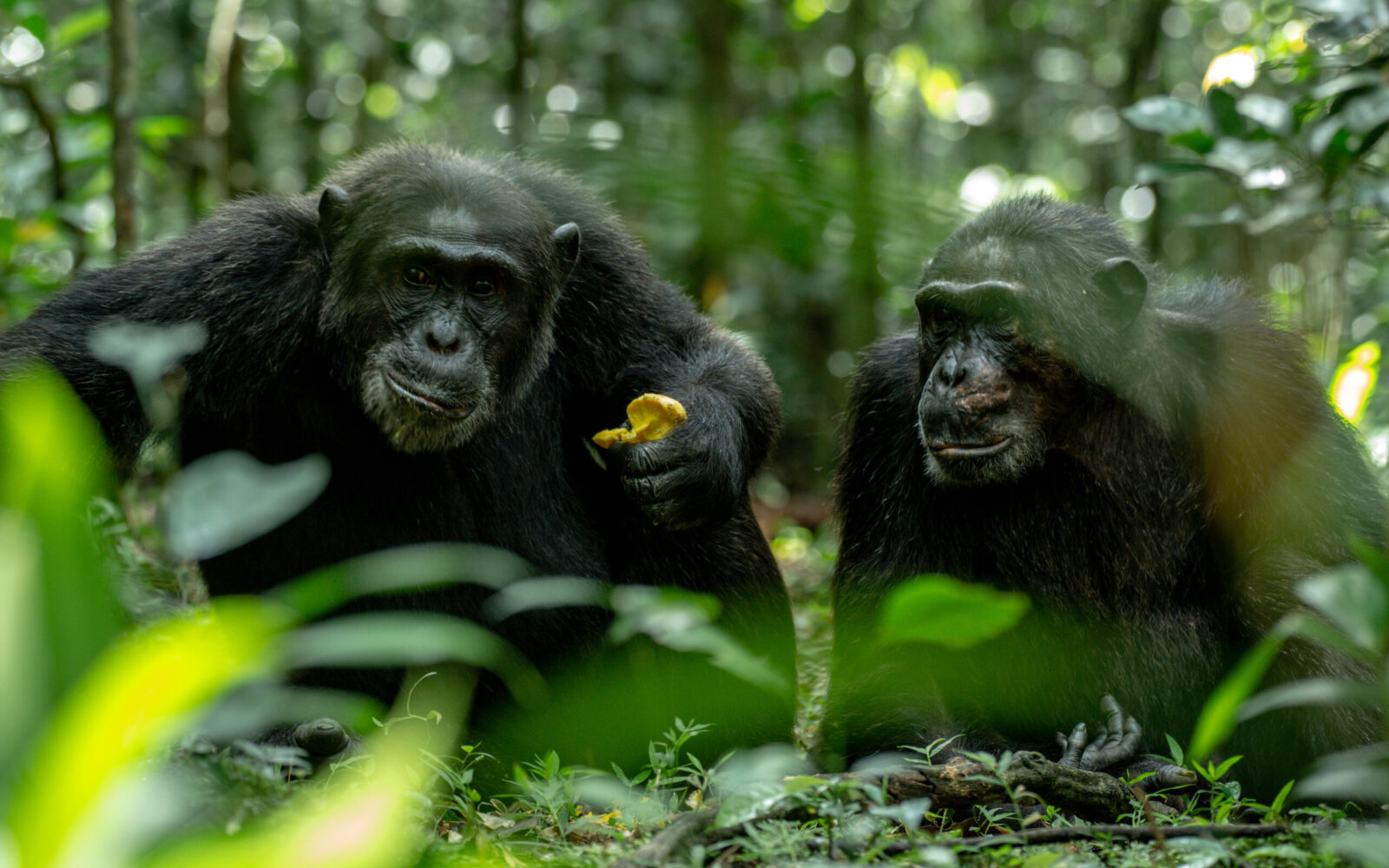 Uganda Primates and Wildlife Safari
