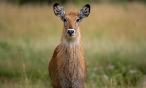 Uganda Wildlife Adventure Safari. Murchison Falls | Kibale Forest National Park | Queen Elizabeth National Park | Game drives | Boat Safaris