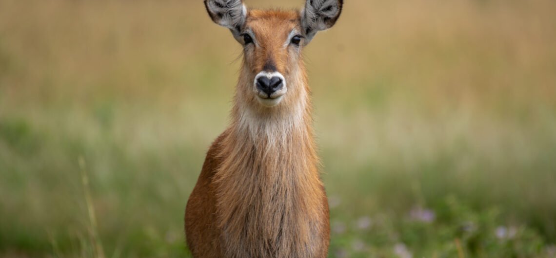 Uganda Wildlife Adventure Safari. Murchison Falls | Kibale Forest National Park | Queen Elizabeth National Park | Game drives | Boat Safaris