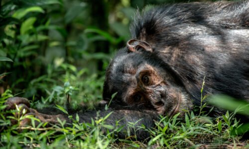 Uganda and Rwanda gorilla trip